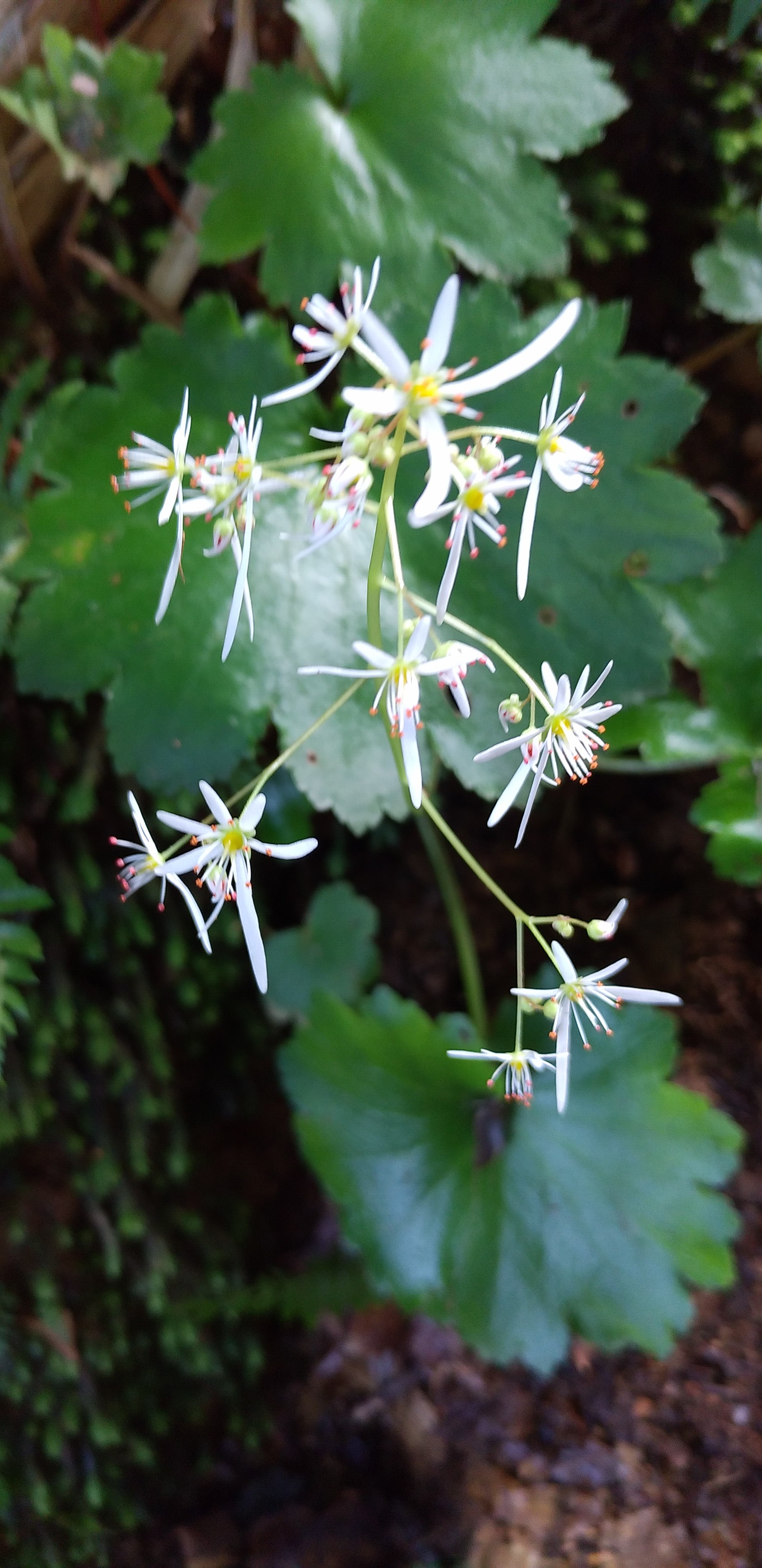牛岳 秋のダイモンジソウ かこさんの牛岳の活動データ Yamap ヤマップ