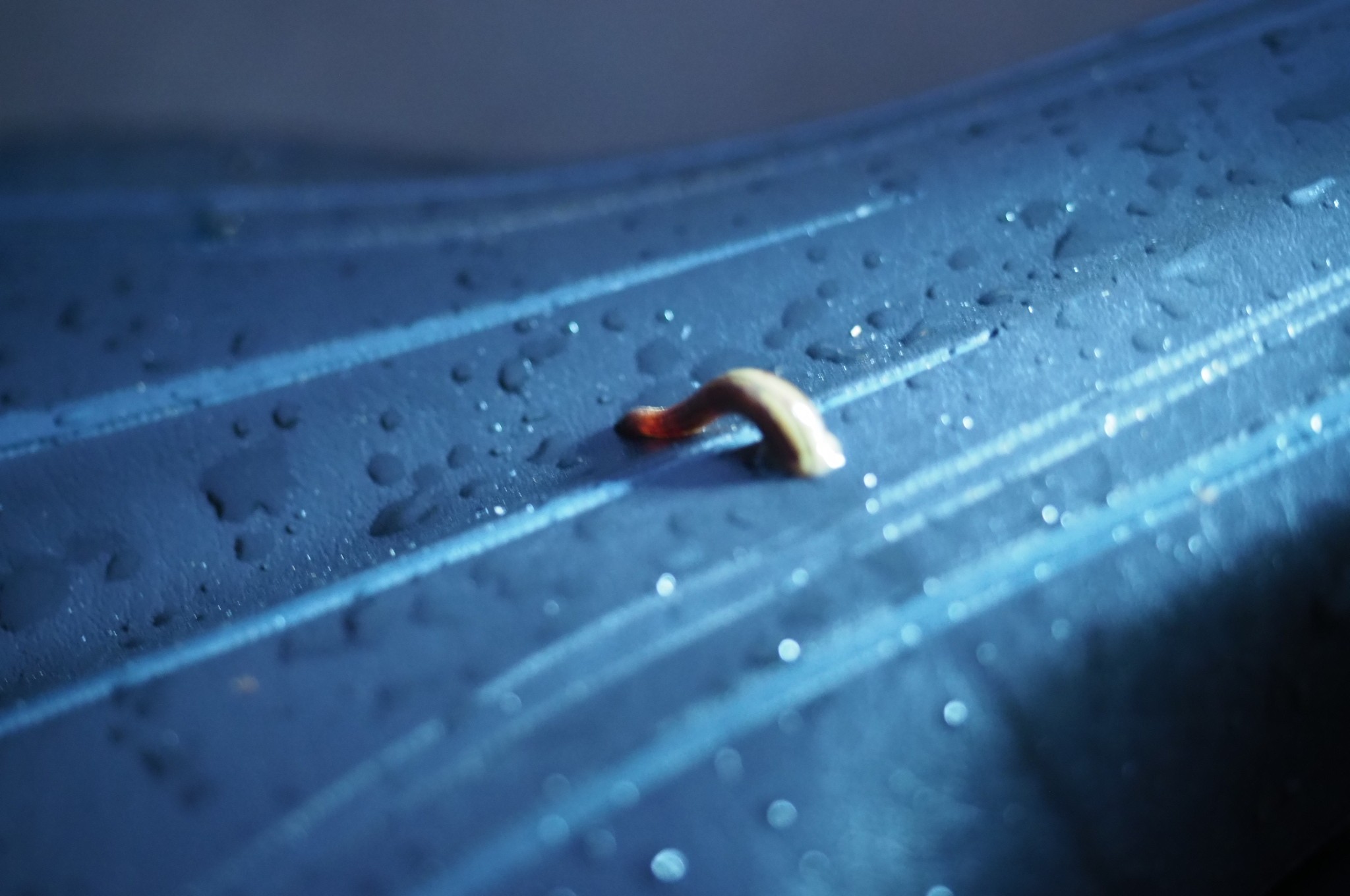 木六山・銀次郎山 尺取り虫みたいに進みます