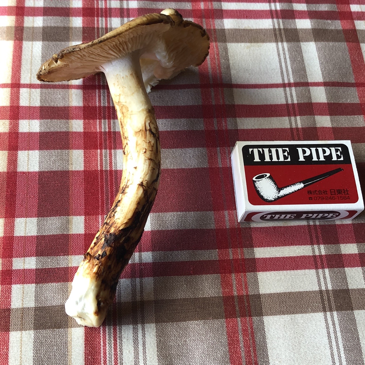 毒キノコ❓ 松茸だ⁉️ これ食べたら中毒... / Genie🧞‍♂️さんの  