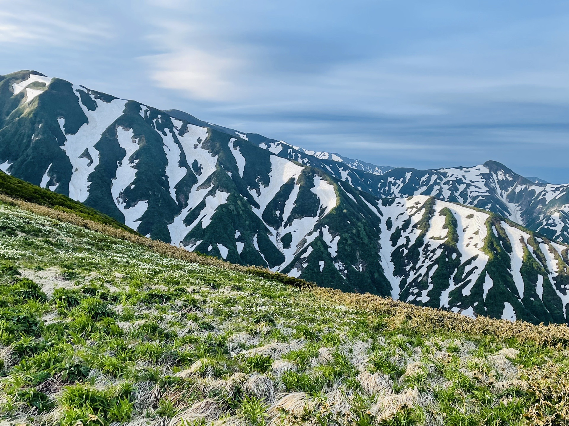 今日もゼブラ三昧。