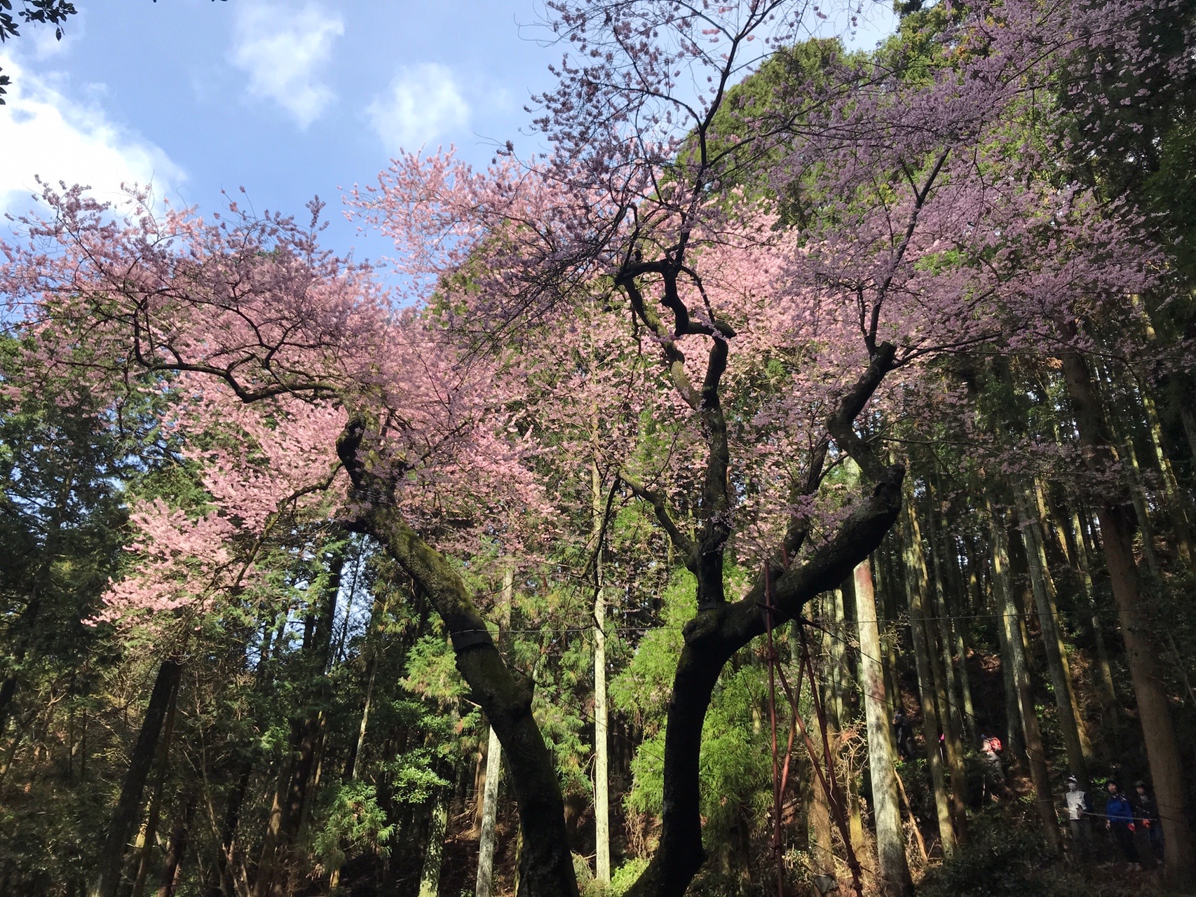 虎尾桜 源平桜 ハルジィさんの福智山 尺岳 雲取山の活動データ Yamap ヤマップ