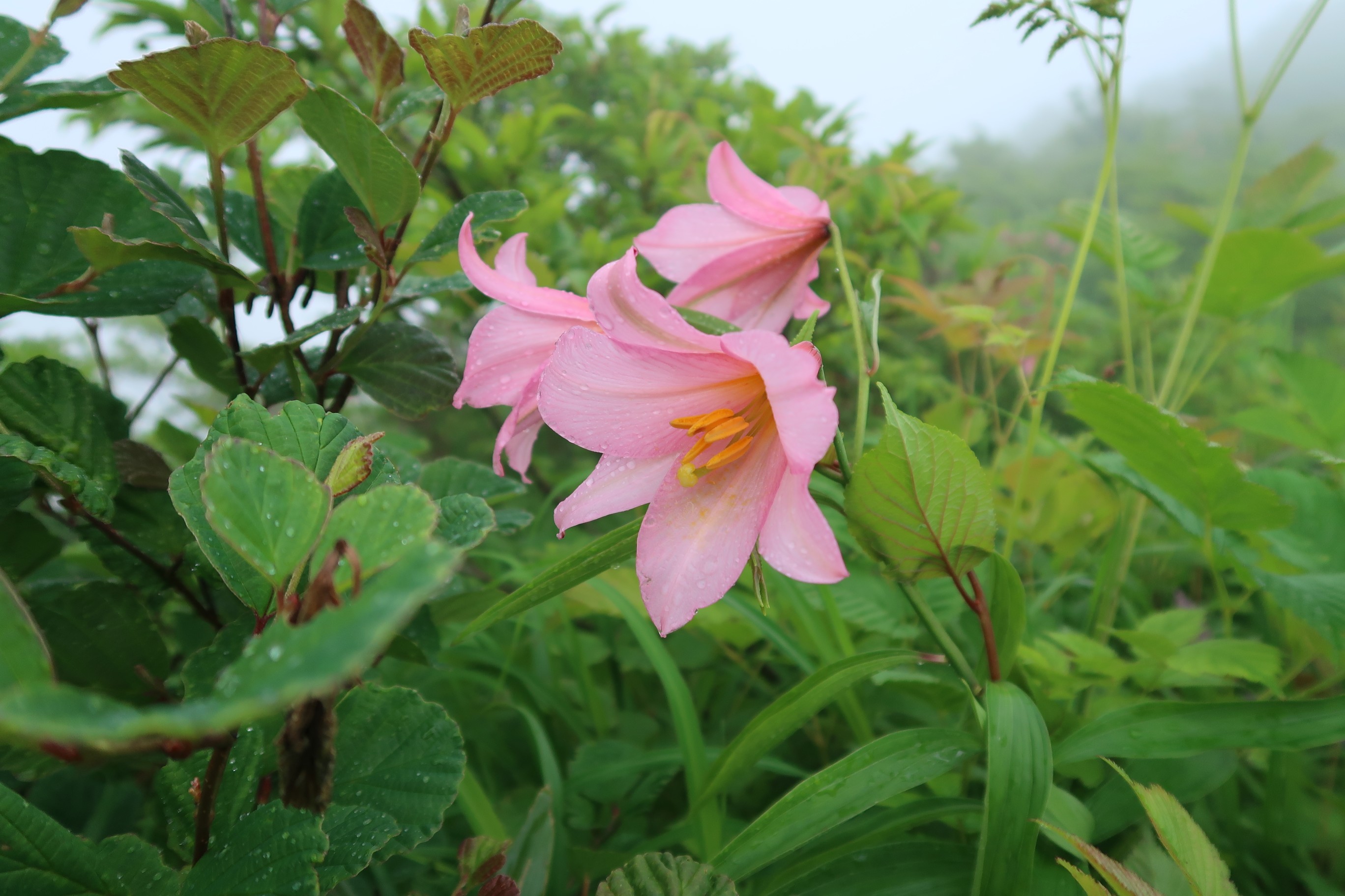 花の浅草岳 ヒメサユリが会わせてくれた半透明のサンカヨウ 猫髭さんの浅草岳 鬼ヶ面山の活動日記 Yamap ヤマップ