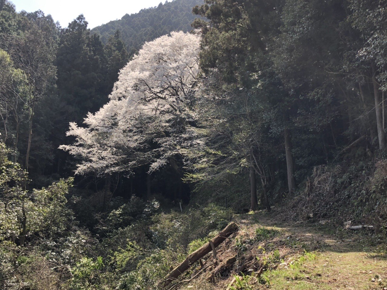 桜三里源太桜満開 / かぶとむし柔道さんのモーメント YAMAP / ヤマップ
