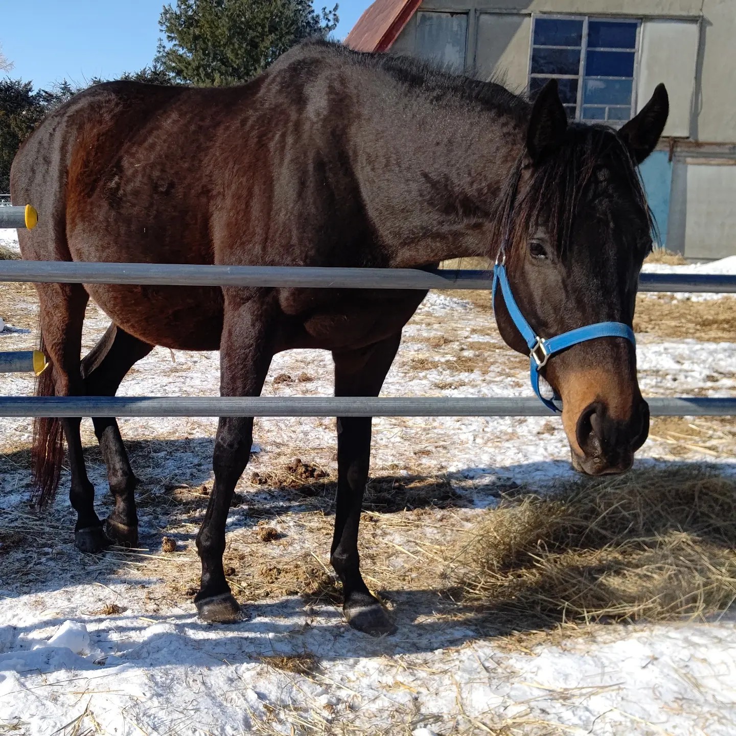過日 繁殖牝馬セリに臨場して 親しい マルティウスさんのモーメント Yamap ヤマップ