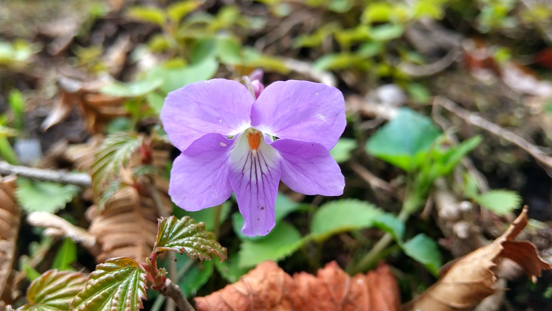 残念な天気だけど駒の尾山 鍋ヶ谷山 船木山 後山を縦走したよ シ ゲルさんの後山 船木山 駒の尾山の活動データ Yamap ヤマップ