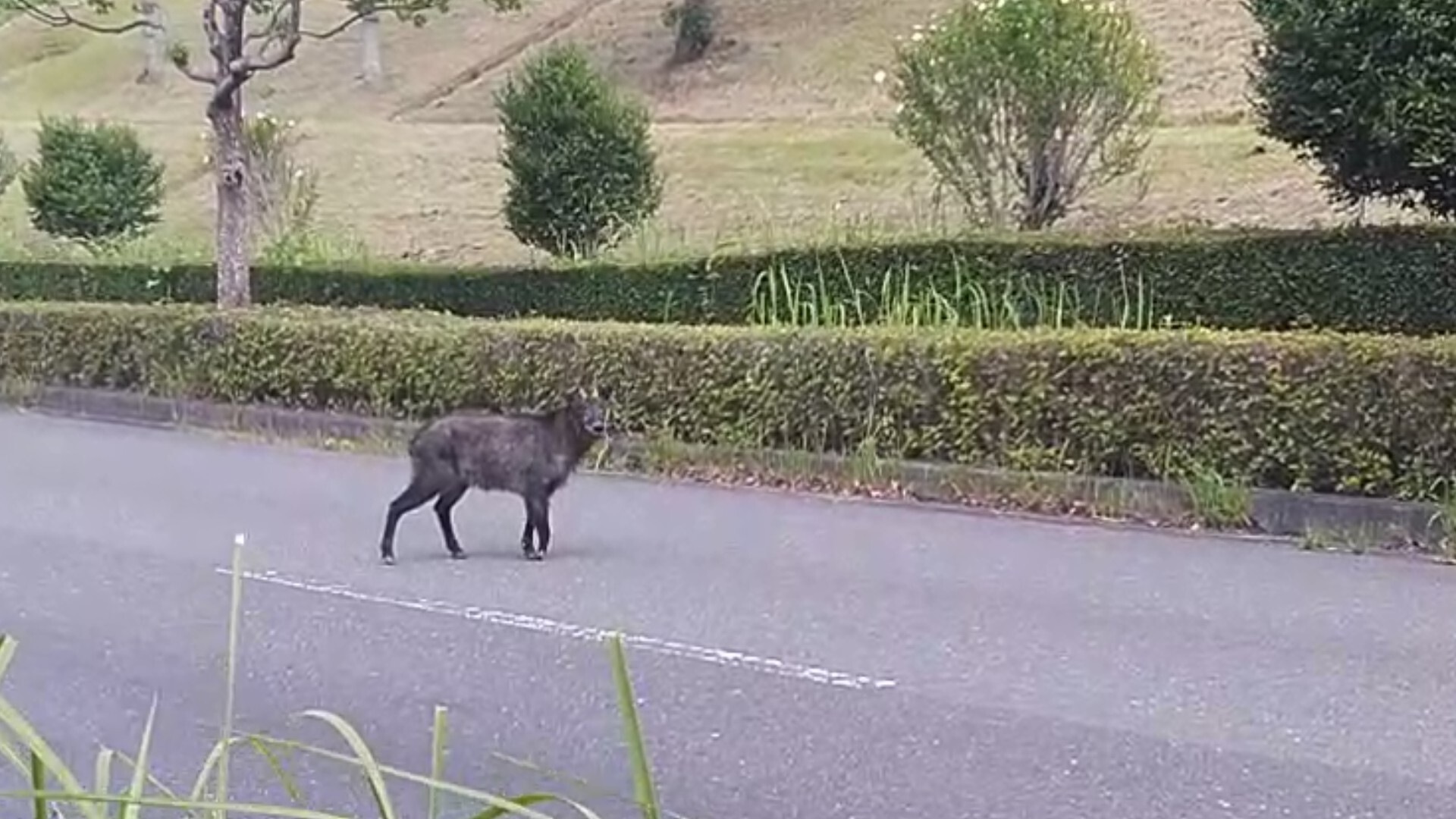 静岡県は掛川市の工業団地で造園作業の休憩... / どんぐり山。さんのモーメント YAMAP / ヤマップ