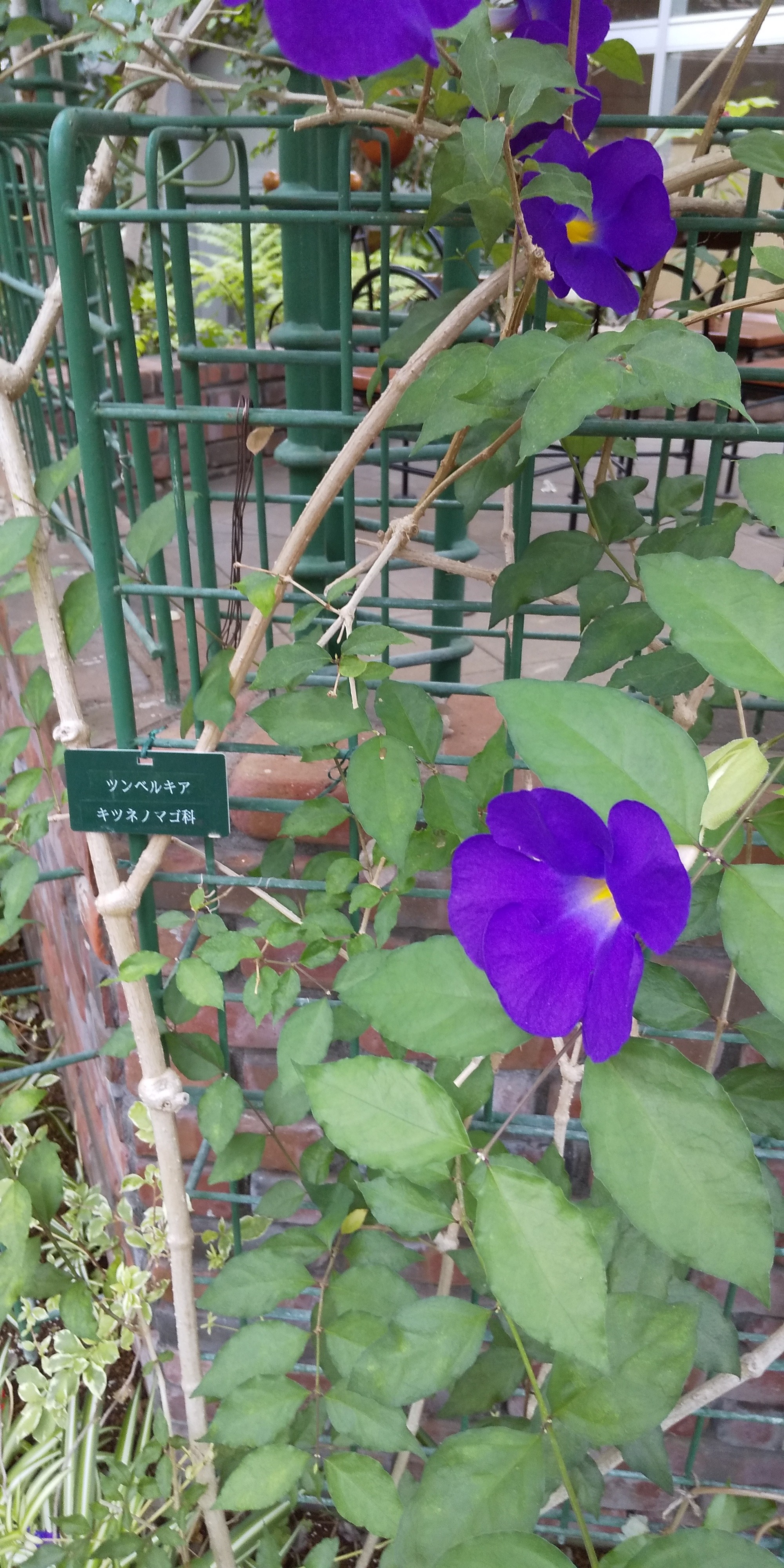 花散歩 からきだの道の紫陽花からグリーンライブセンターのトケイソウ 19 06 23 マモくんさんの多摩市の活動日記 Yamap ヤマップ