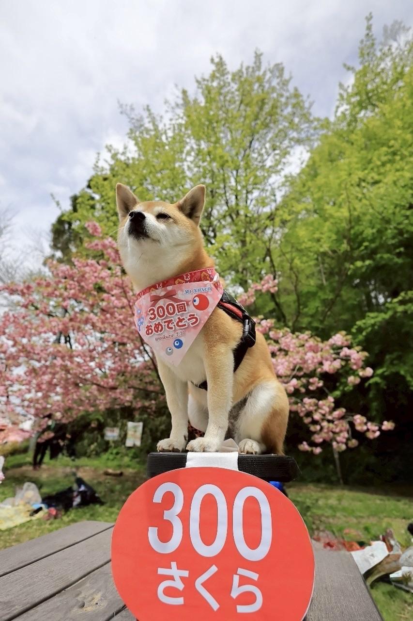 やまちゃん 03/19 Sちゃんさん [くらさんの今日もツーリング日和/バイクの輪