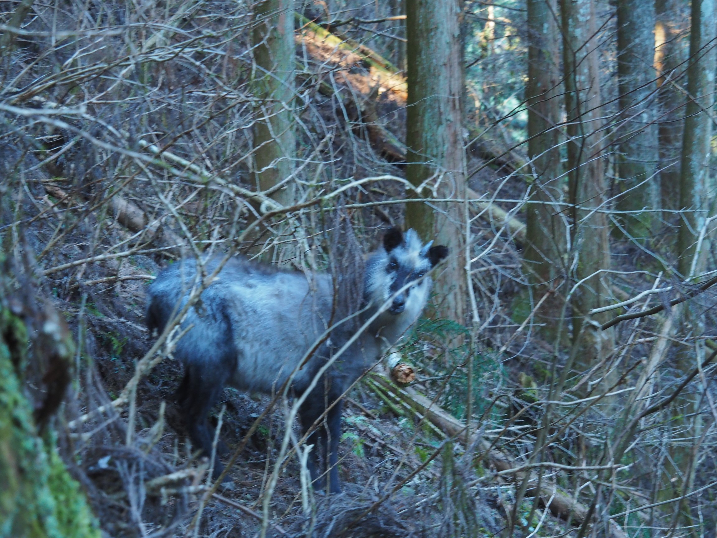 御岳山 妊婦登山 しおりさんの大岳山 御岳山 御前山の活動日記 Yamap ヤマップ