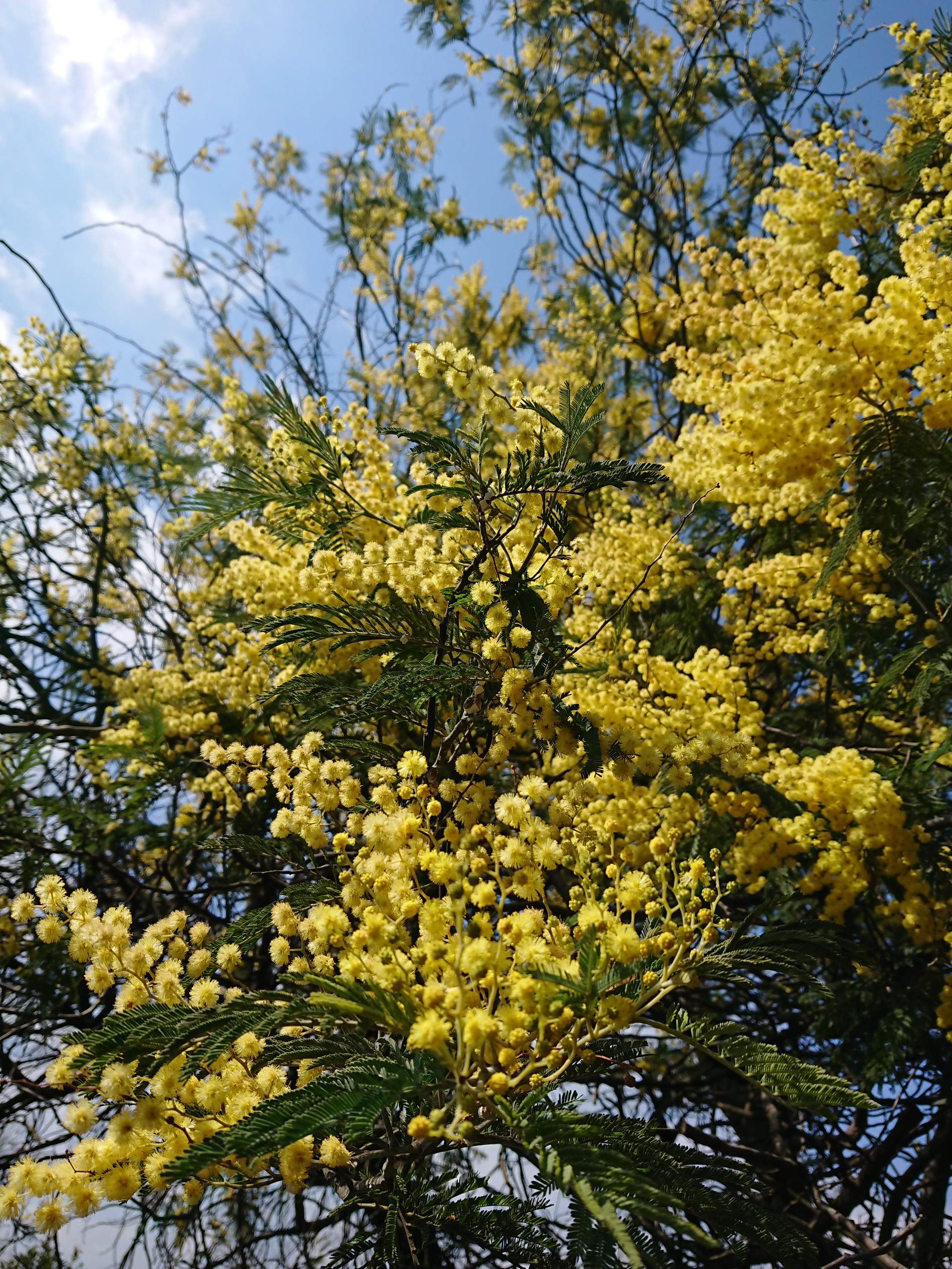 ミモザな似島 03 18 ちーこさんの安芸小富士 似島の活動データ Yamap ヤマップ