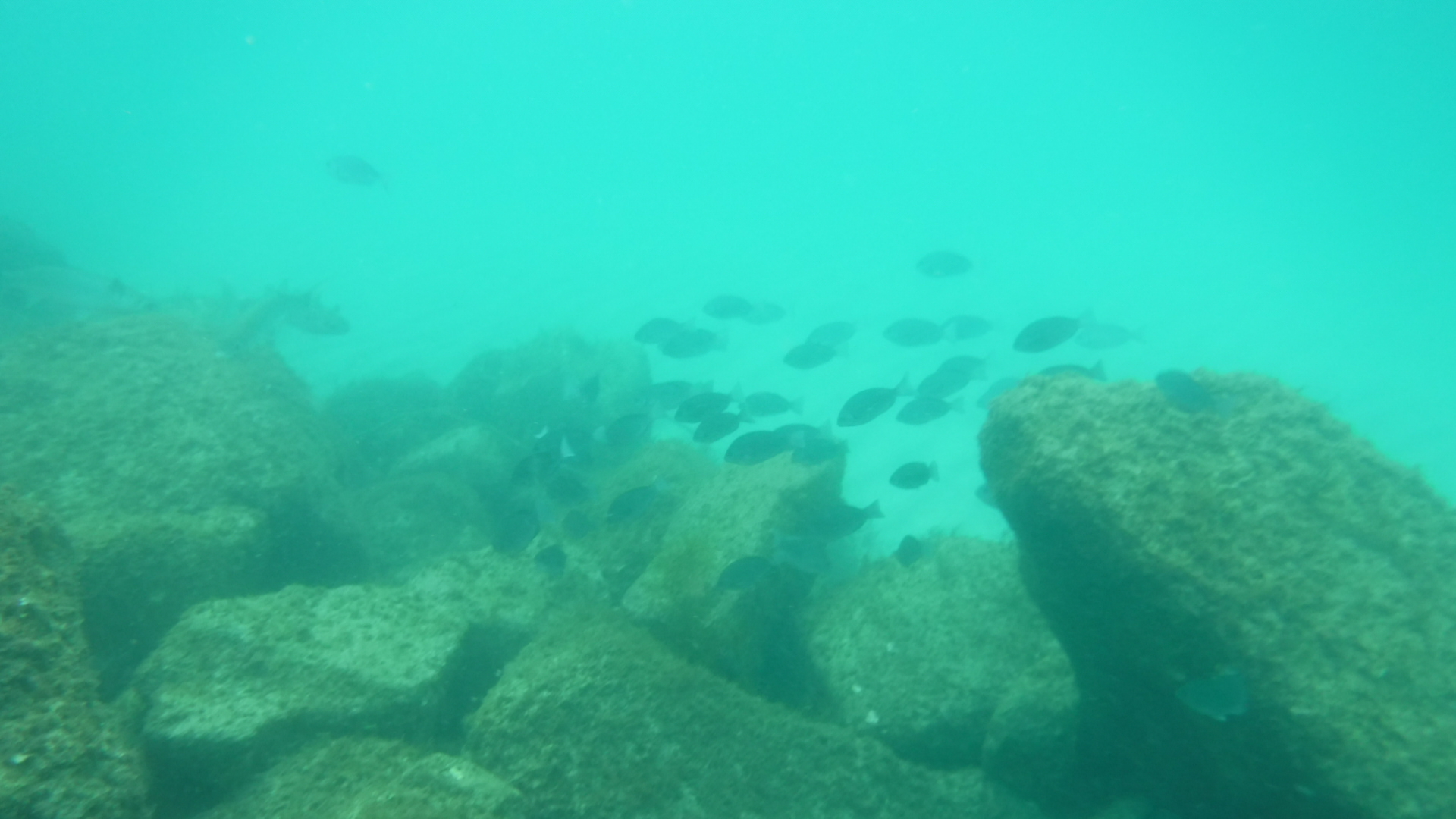 ９月の海中散歩 In 日本海 ともさんのウォーキングの活動日記 Yamap ヤマップ