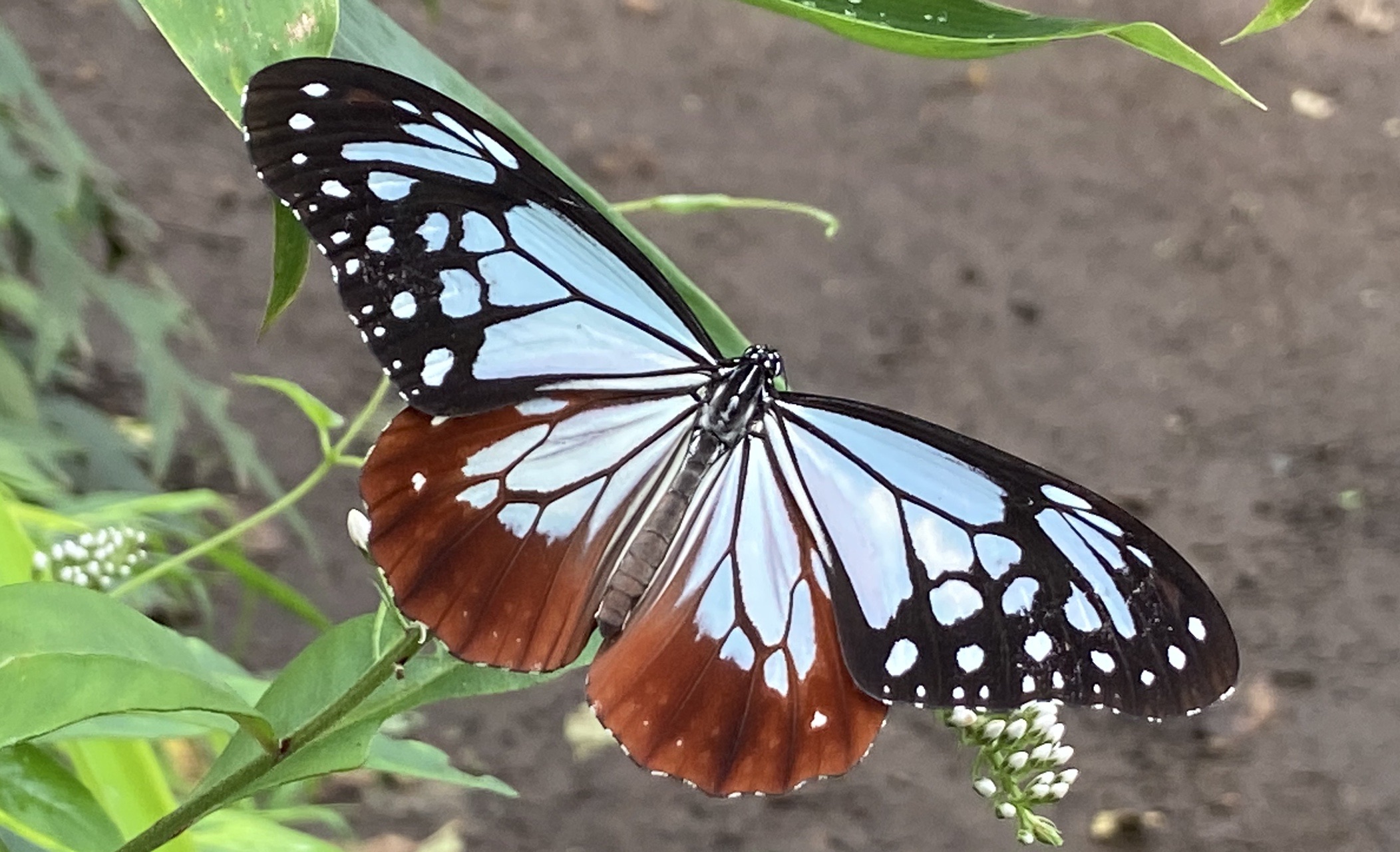 ヤマノススメ聖地巡礼登山 高尾山 城山 小仏城山 景信山 小松さんの高尾山 陣馬山 景信山の活動データ Yamap ヤマップ