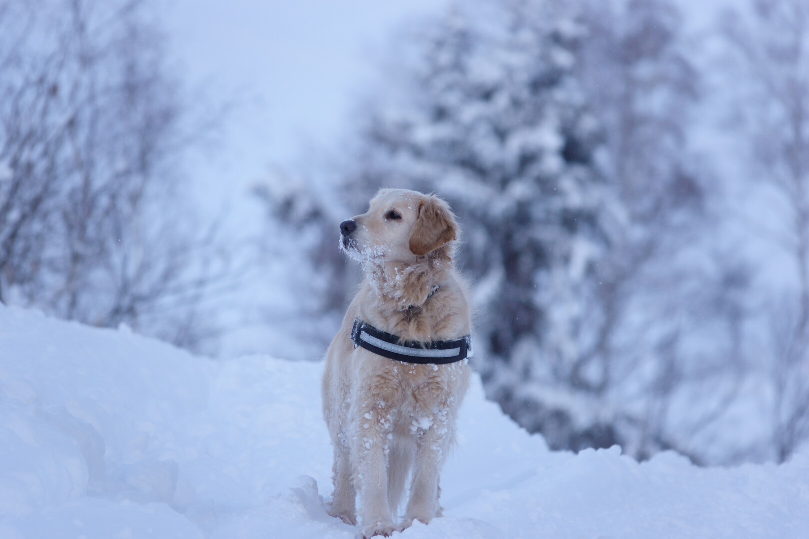 梓山（307m）旭川市境界の山㉟ / Ayumuさんの丸山・三面山・シラッケ山の活動データ YAMAP / ヤマップ