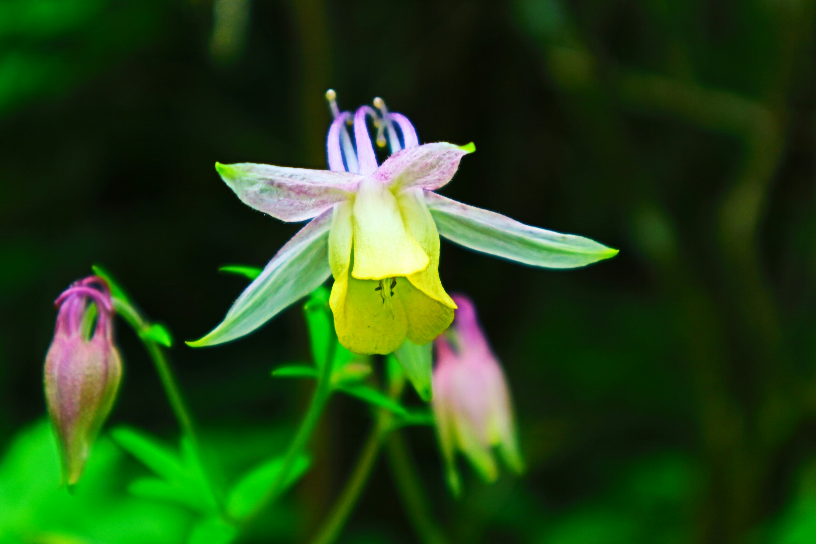 雨ヶ池 と花散策 まゆみさんの九重山 久住山 大船山 星生山の活動日記 Yamap ヤマップ
