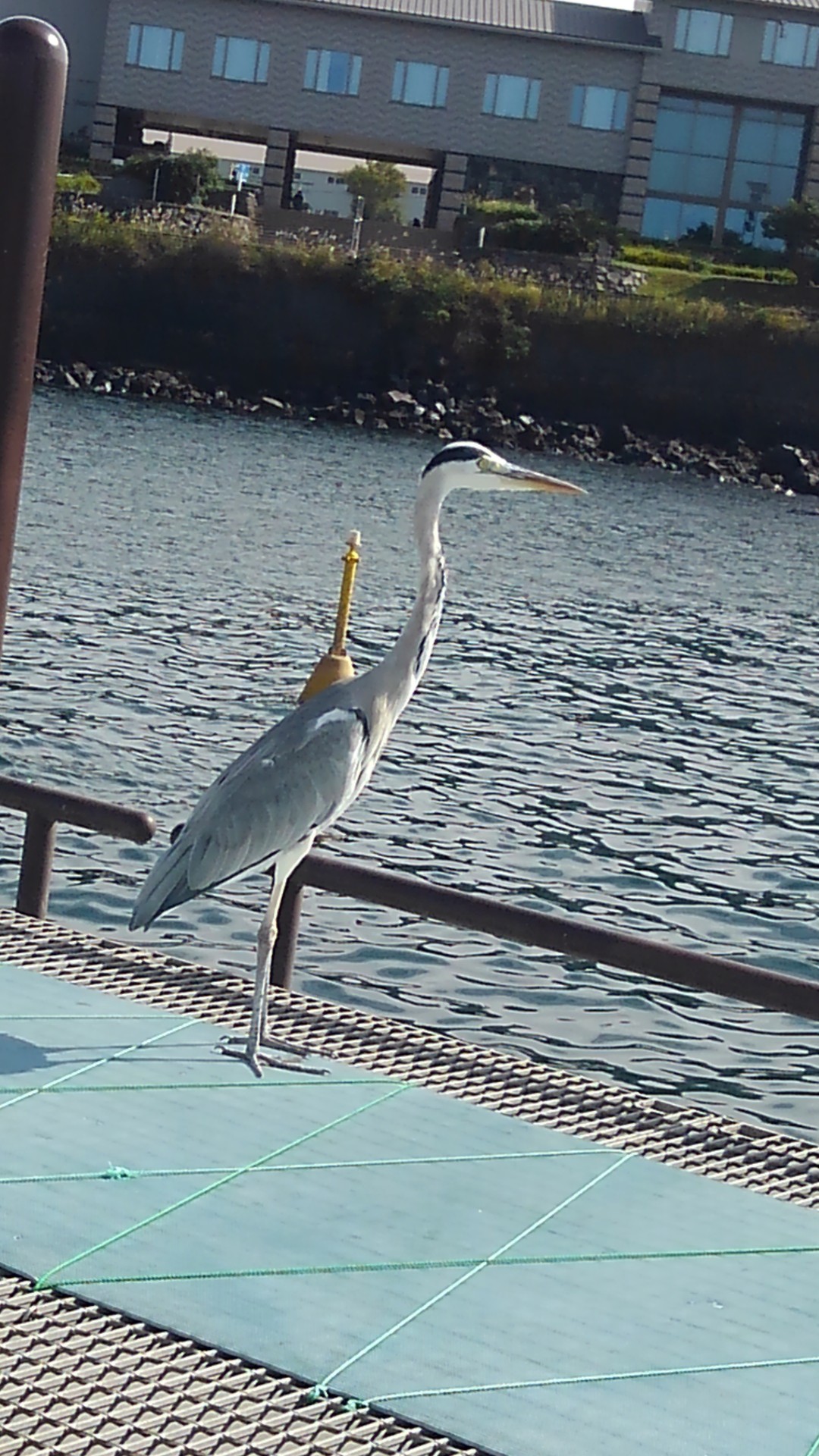 桜島海釣り公園 こばみさんの鹿児島市の活動日記 Yamap ヤマップ