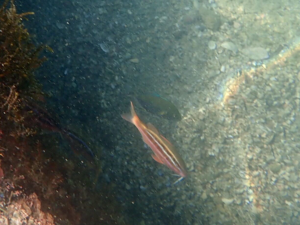 宮崎でウミップ ウオップ いのししの牙さんの延岡市 北浦エリアの活動日記 Yamap ヤマップ