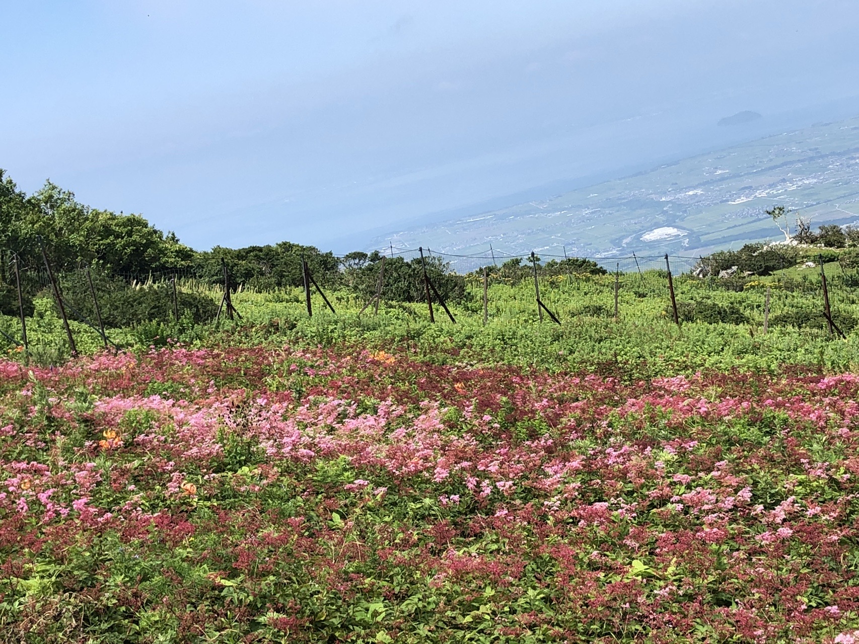 伊吹山ドライブウェイ お花畑と山飯 Chie さんの伊吹山 伊吹高原 御座峰の活動データ Yamap ヤマップ
