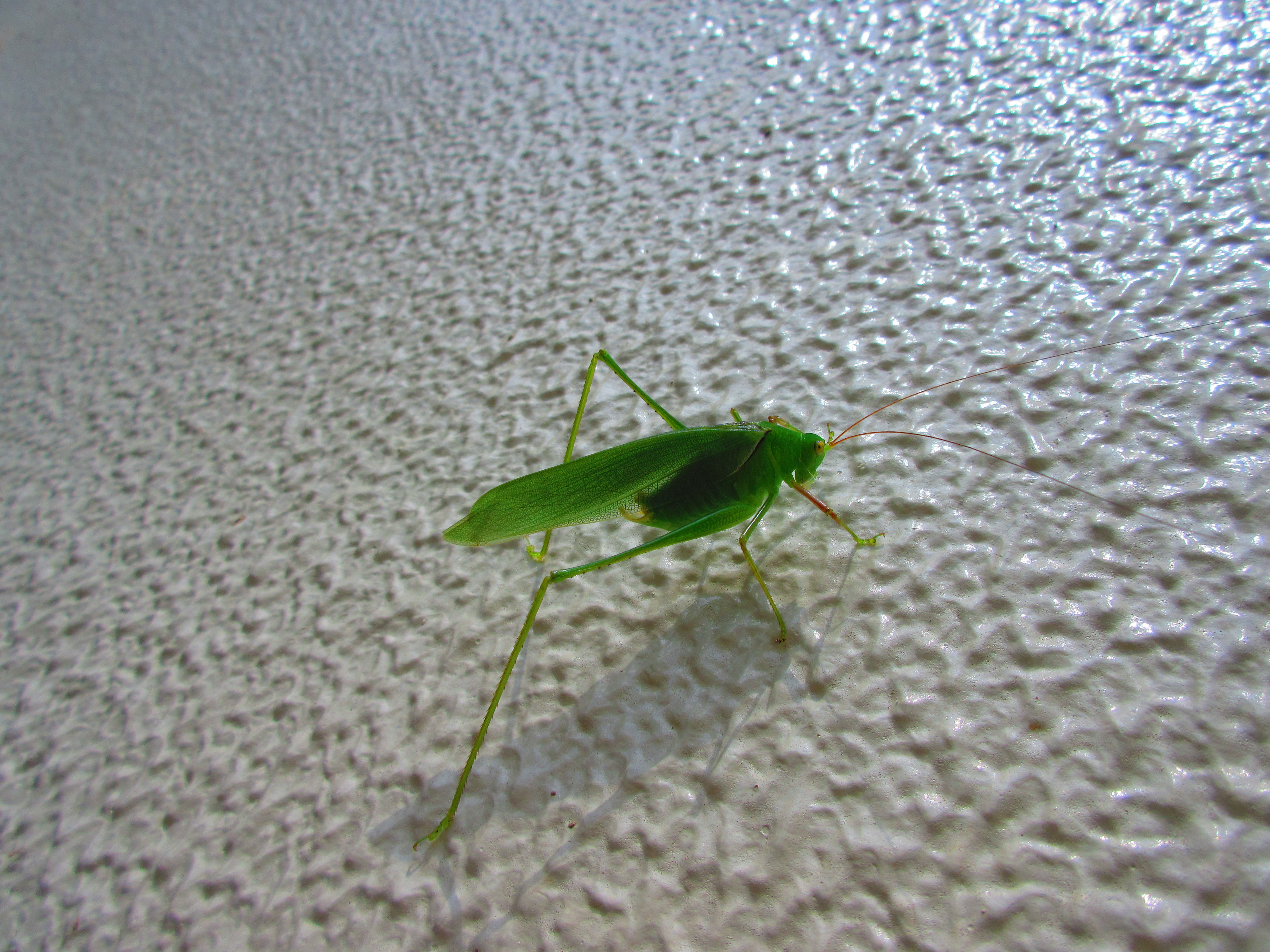 京都一周トレイル北山東部コース 大原戸寺町 二ノ瀬 高槻山歩きの会 臨時例会 河太郎 さんの金毘羅山 翠黛山 焼杉山の活動日記 Yamap ヤマップ