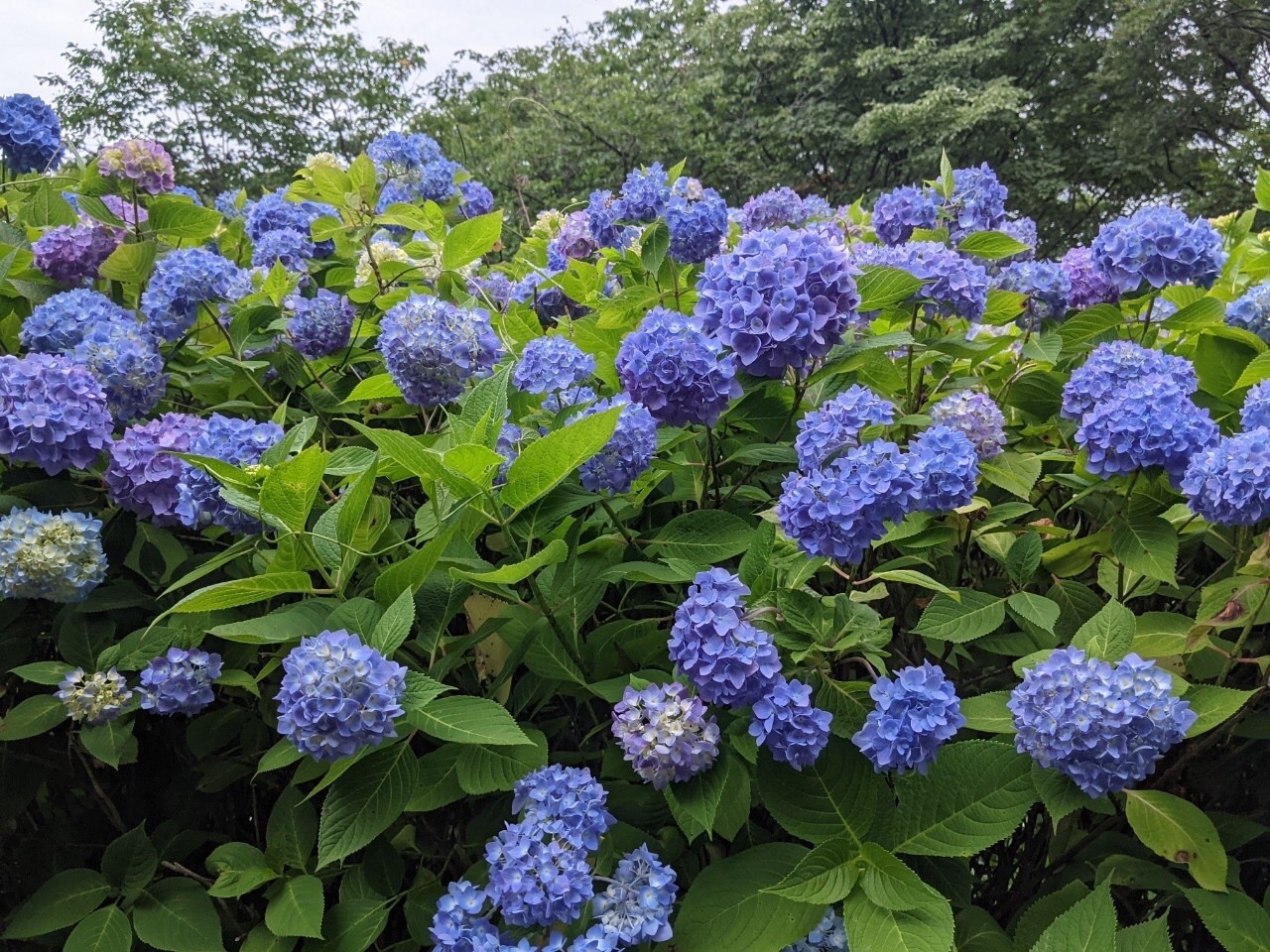 生駒山 ぬかた園地あじさい21 06 12 まこさんの生駒山 神津嶽 大原山の活動データ Yamap ヤマップ