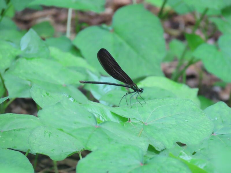 巾着田散策 曼珠沙華公園立ち入り禁止解除を確認に マイクさんの天覧山 多峯主山 天覚山の活動日記 Yamap ヤマップ