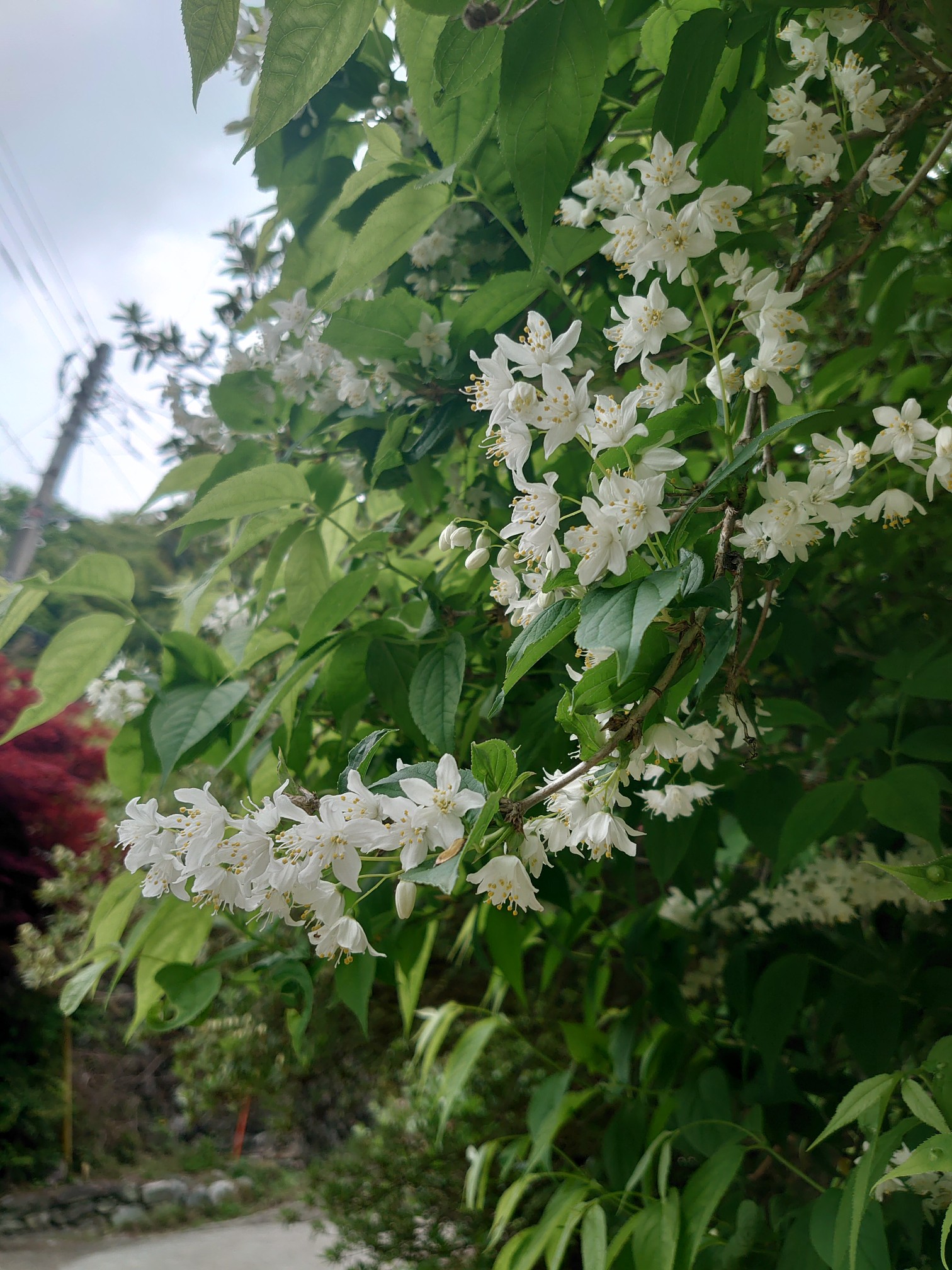 【絶版】花のあとさき～あのときムツさんにきいたこと～ 山あいの段々畑に花を植え続 絶版】花のあとさき～あのときムツさんにきいたこと～ 山あいの