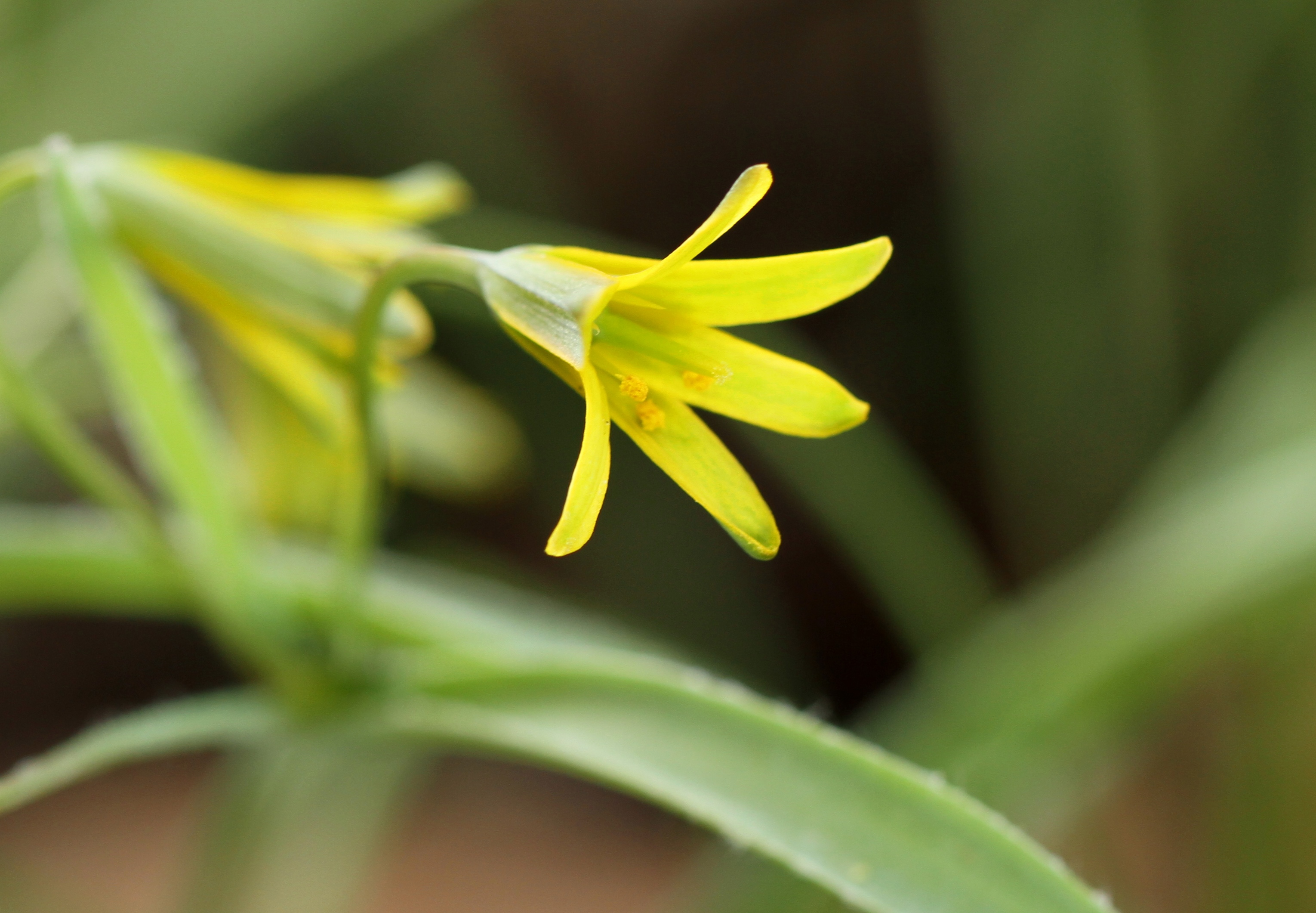 スプリング エフェメラル 高尾山 ユユ さんの高尾山 陣馬山 景信山の活動データ Yamap ヤマップ