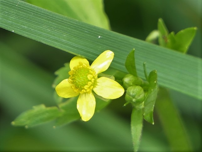 道の駅かよう 高陣山周回 花蝶 虫 コラボ Denaliさんの備中松山城の活動日記 Yamap ヤマップ