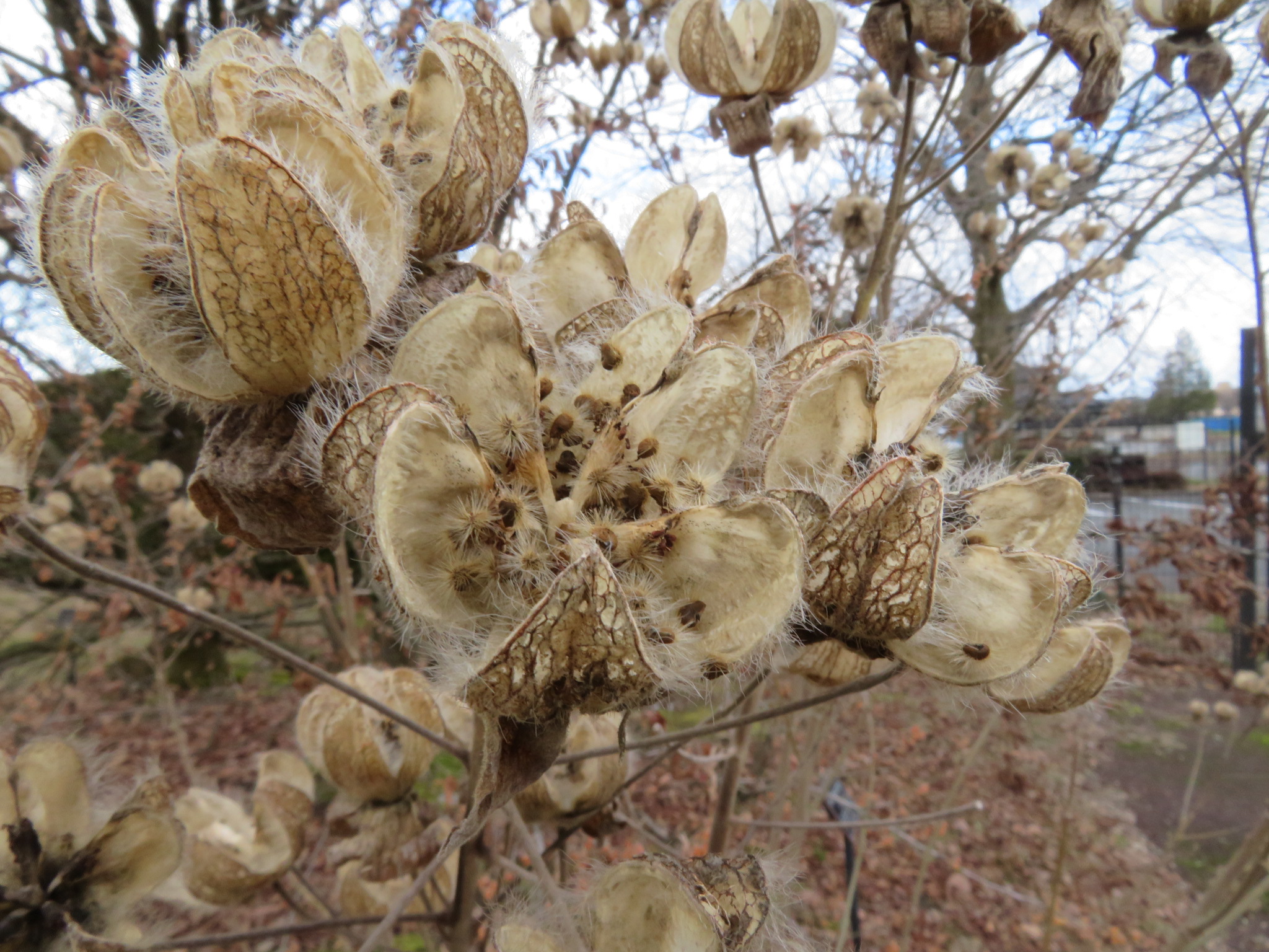 冬の植物観察 Manoさんの富山市の活動日記 Yamap ヤマップ