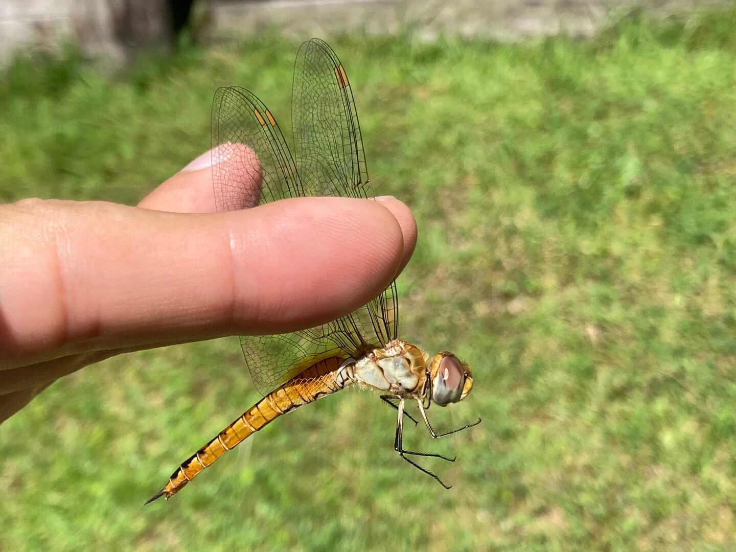 茶臼山 茶臼山 萩太郎山の写真4枚目 ウスバキトンボ 薄羽黄蜻蛉 Panta Yamap ヤマップ