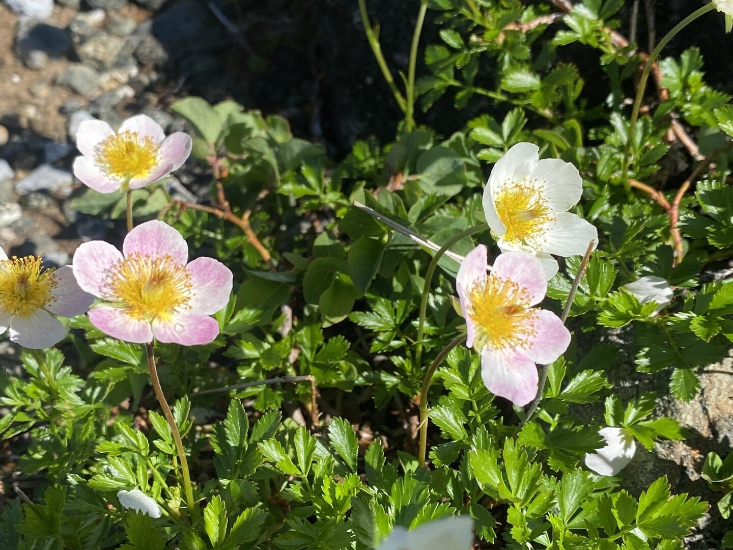 花の山旅・別山から大日岳縦走 / Peak2Peak写真山岳ガイド事務所さんの立山・雄山・浄土山の活動データ YAMAP / ヤマップ