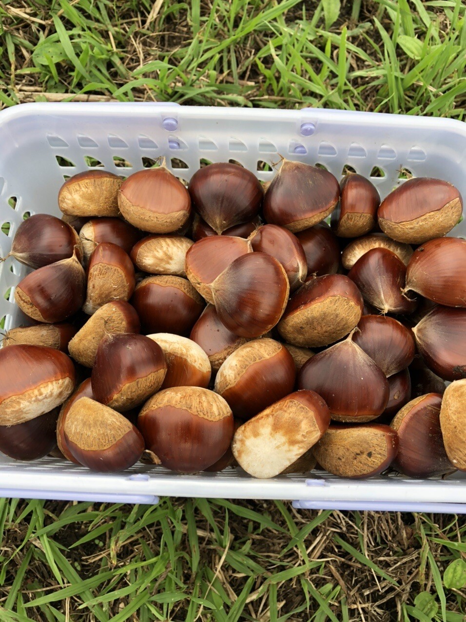 みとろ観光果樹園に栗拾いに行ってきました ともさんのモーメント Yamap ヤマップ