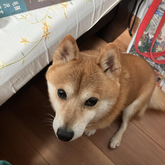 楊令