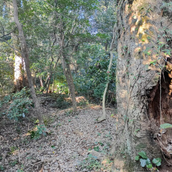尾根道を進みます。