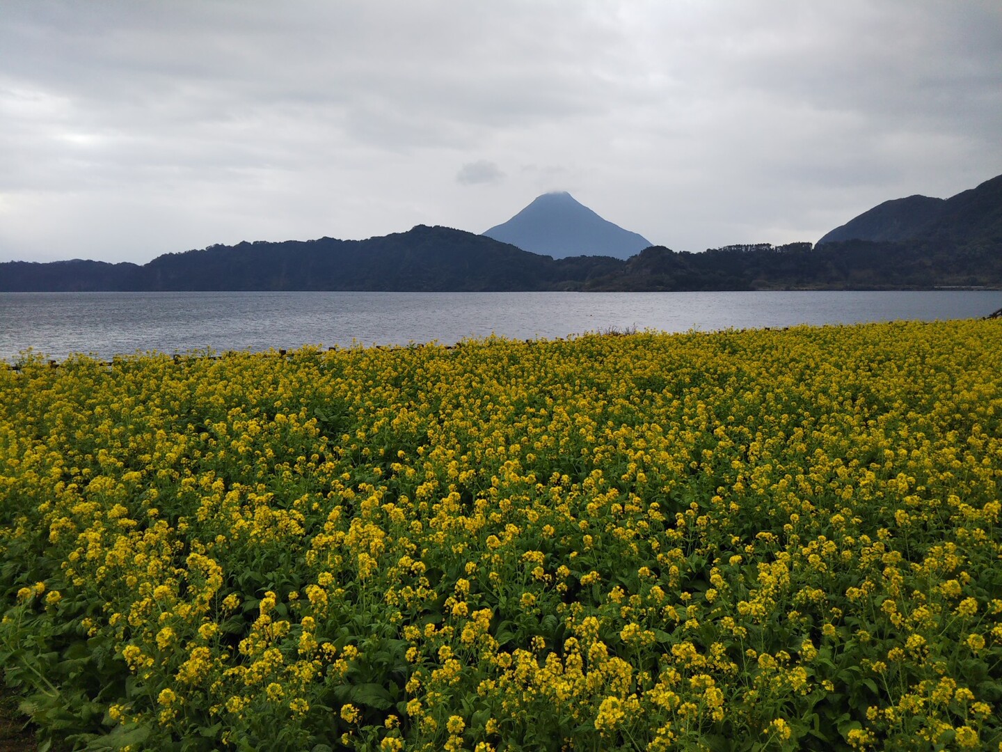 指宿菜の花サイクリング ゆのひらさんのいぶすき菜の花マラソンの活動日記 Yamap ヤマップ