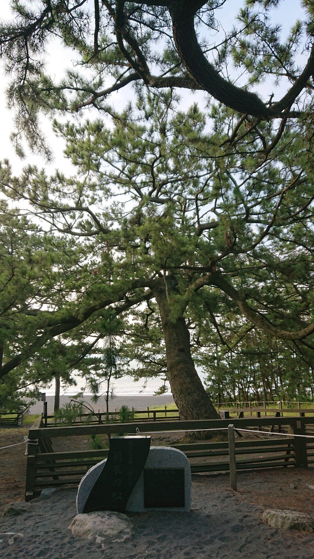 豆柴ココ と三保の松原へ早朝のお散歩 静岡市 清水区 の写真6枚目 羽衣の松 天女が羽衣をかけたとされる伝 Yamap ヤマップ