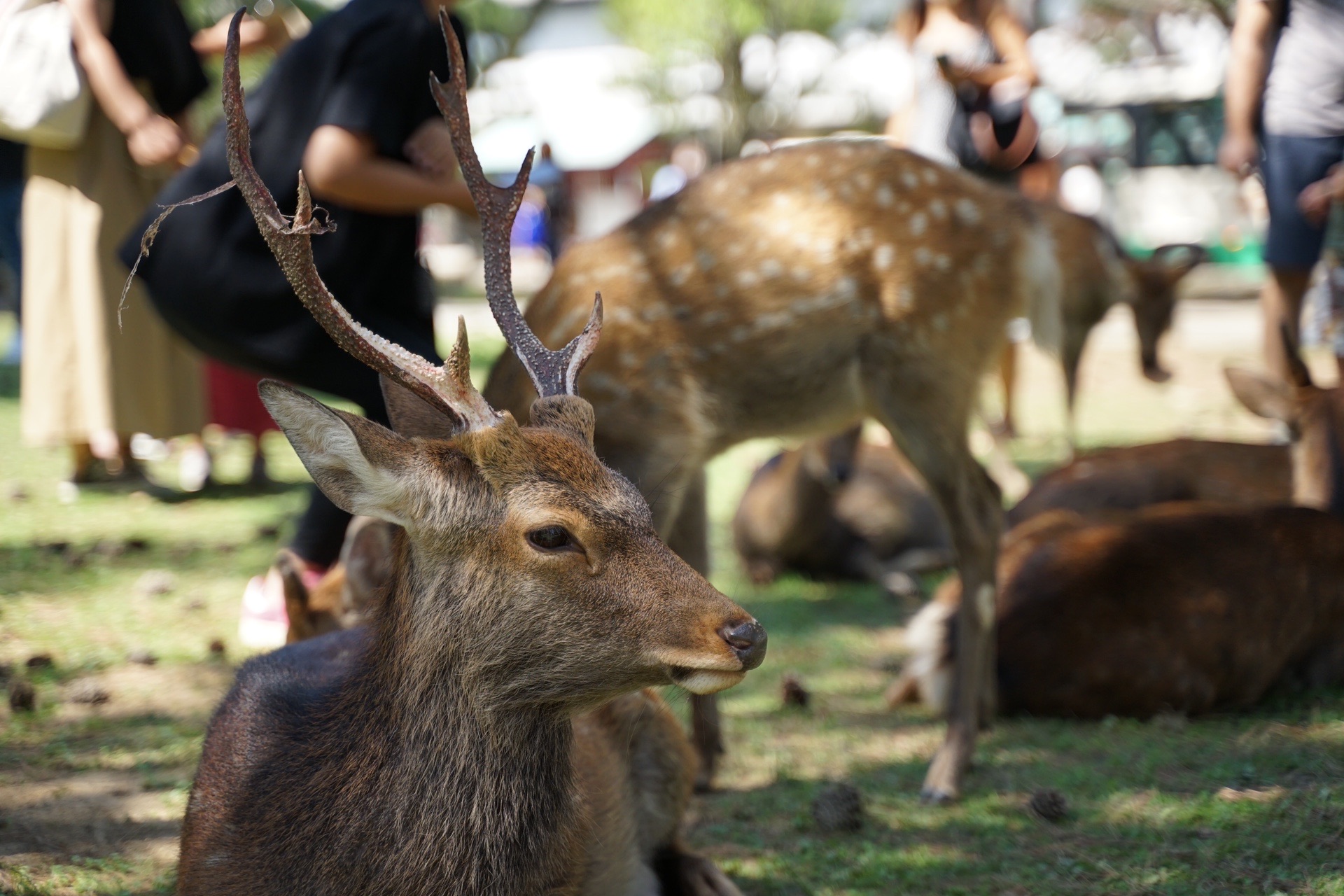 ソロっと 奈良散歩 ターチンさんの奈良市 東部の活動日記 Yamap ヤマップ