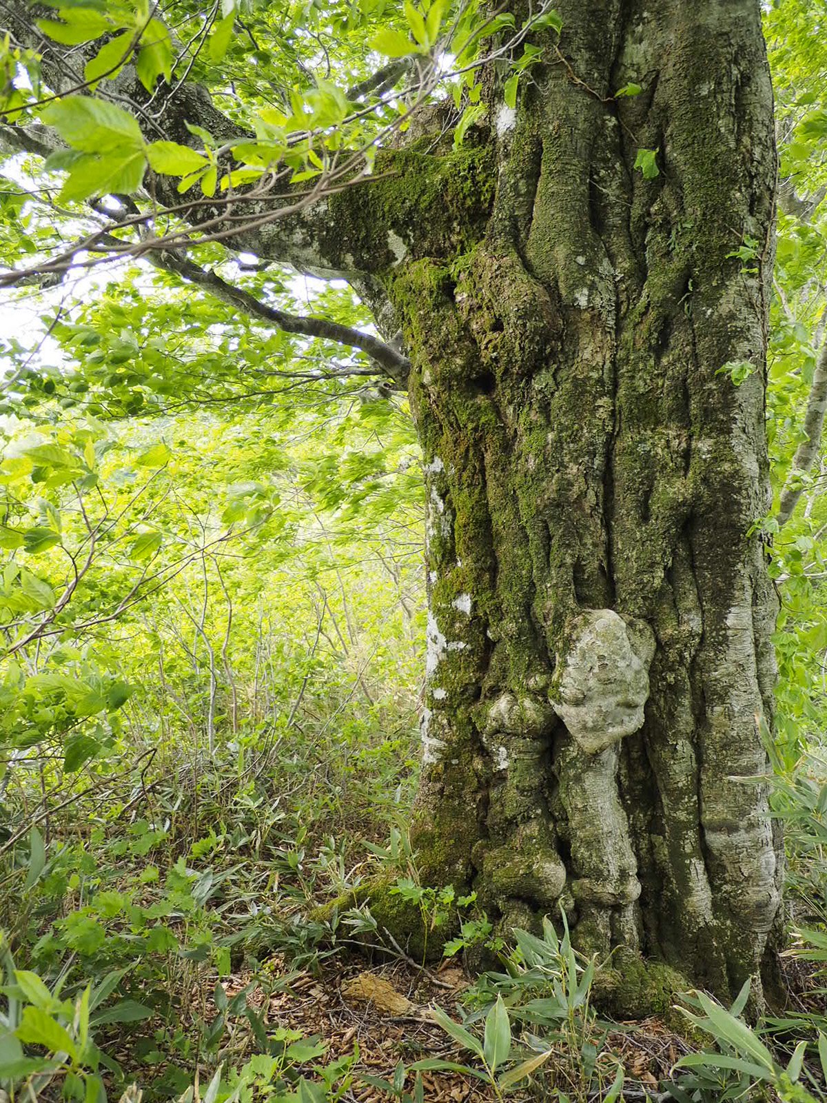 天狗岳 森の精霊に会えた あだっぷさんの天狗岳 青森県 の活動データ Yamap ヤマップ