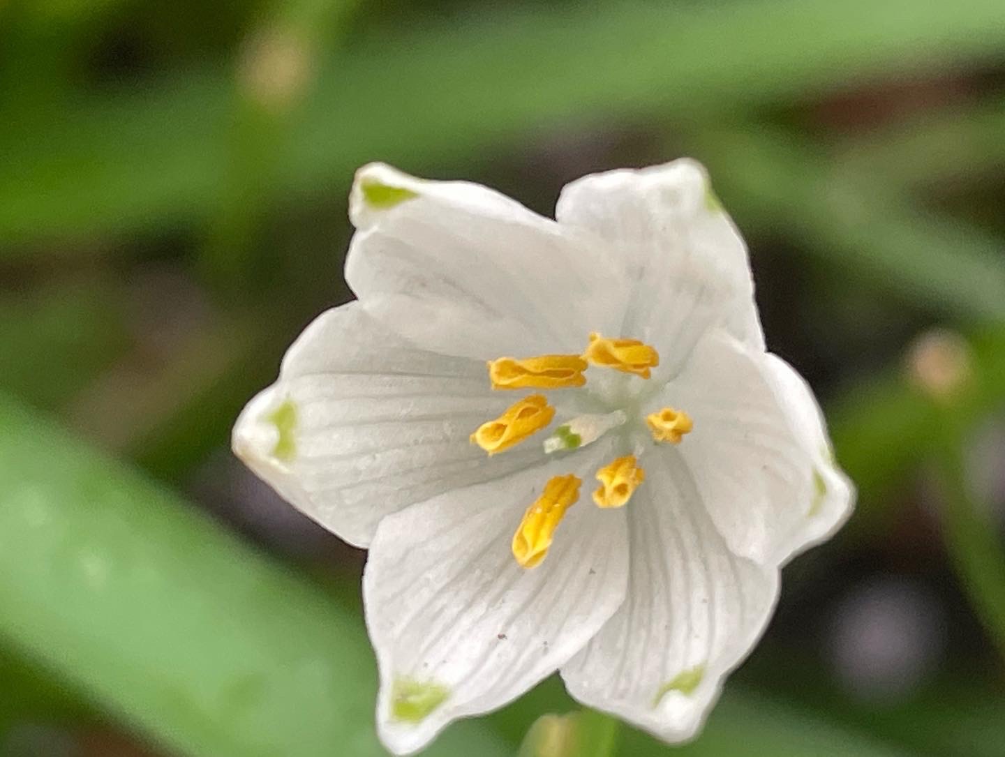 花ニラ ハナニラ の花言葉は 悲しい別れ Naoさんのモーメント Yamap ヤマップ