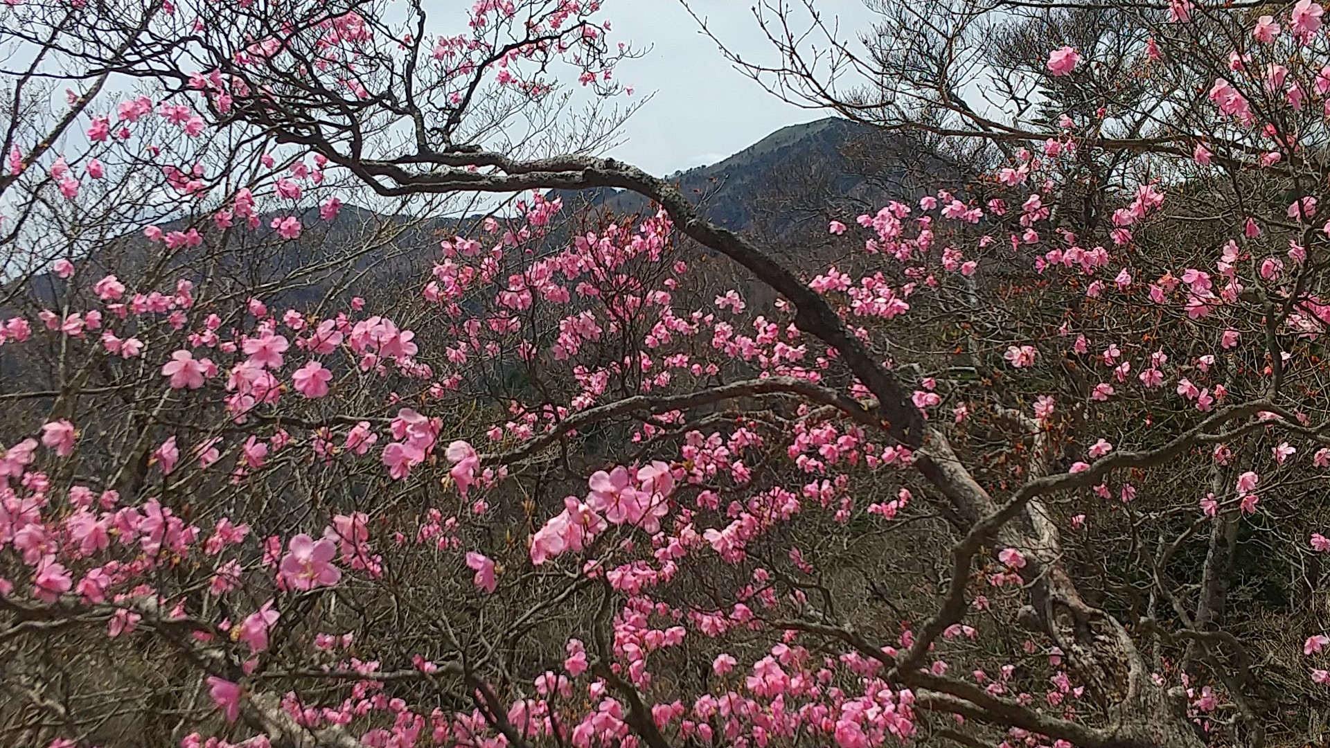 アカヤシオの花 が咲くミツモチ山 21 05 10 やまやさんの高原山 釈迦ヶ岳 鶏頂山の活動データ Yamap ヤマップ