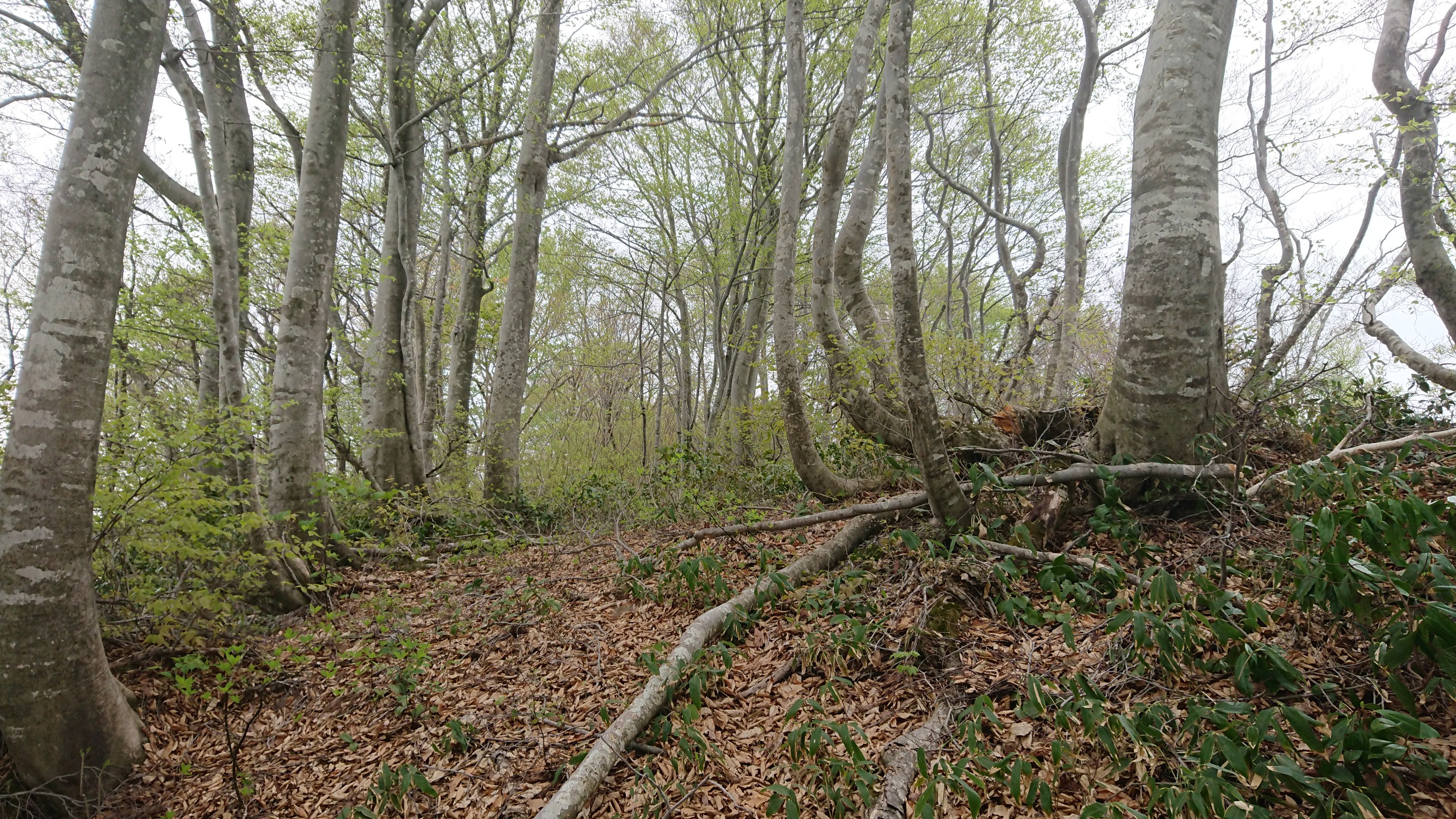 木六山・銀次郎山 P848 テント張れます