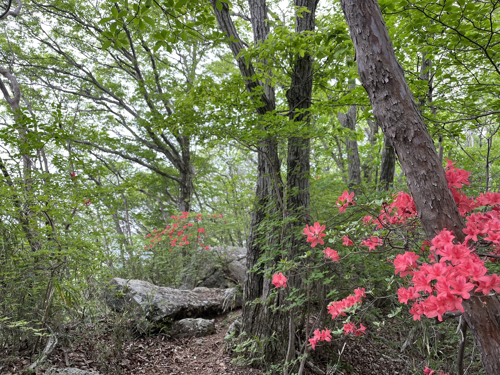 ヤマツツジが見頃 鞍掛山 三角山 きこちんさんの古賀志山 赤岩山 鞍掛山 男抱山 半蔵山の活動日記 Yamap ヤマップ