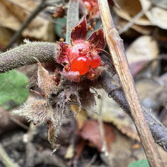 紀泉アルプス・飯盛山・ボンデン山 冬莓🍓の実、2粒だけ残ってました
