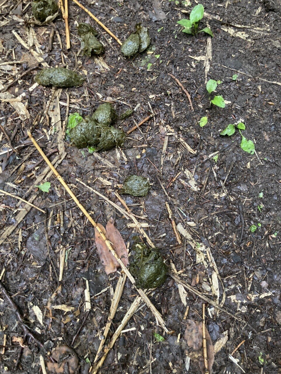 これはなんの動物のフンですか あずさんのモーメント Yamap ヤマップ