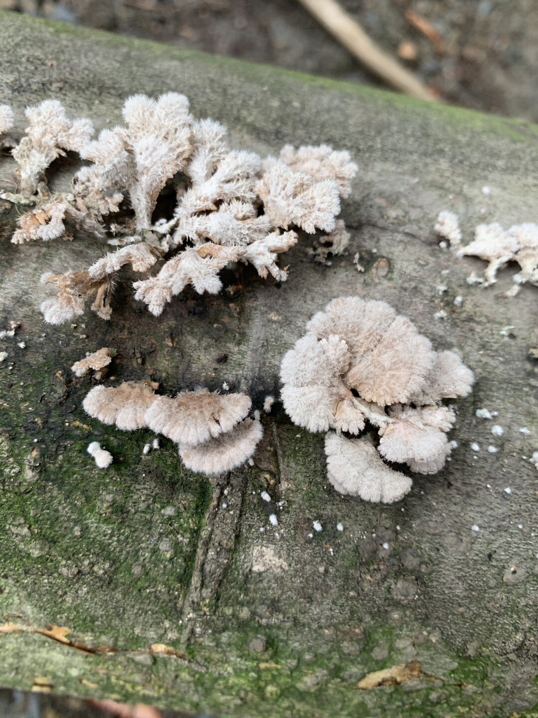 大文字山は現在きのこの山です カエンタケらしき個体も 19 09 01 大文字山 如意ヶ嶽 稲荷山の写真13枚目 菌糸ふわふわきのこ Yamap ヤマップ