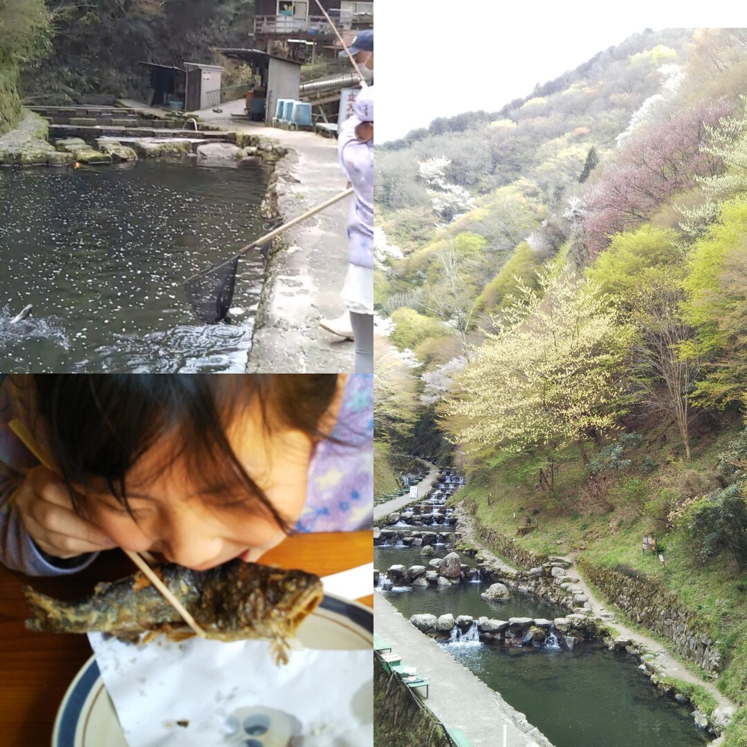 金剛山ふもとでニジマス釣り 釣った魚 りーさんのモーメント Yamap ヤマップ