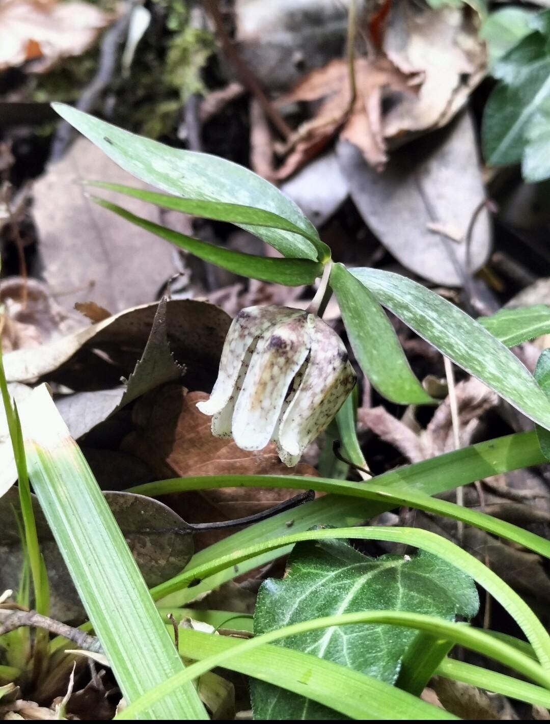 まんのう町で、阿波小貝母(アワコバイモ)... / marin412さんのモーメント YAMAP / ヤマップ