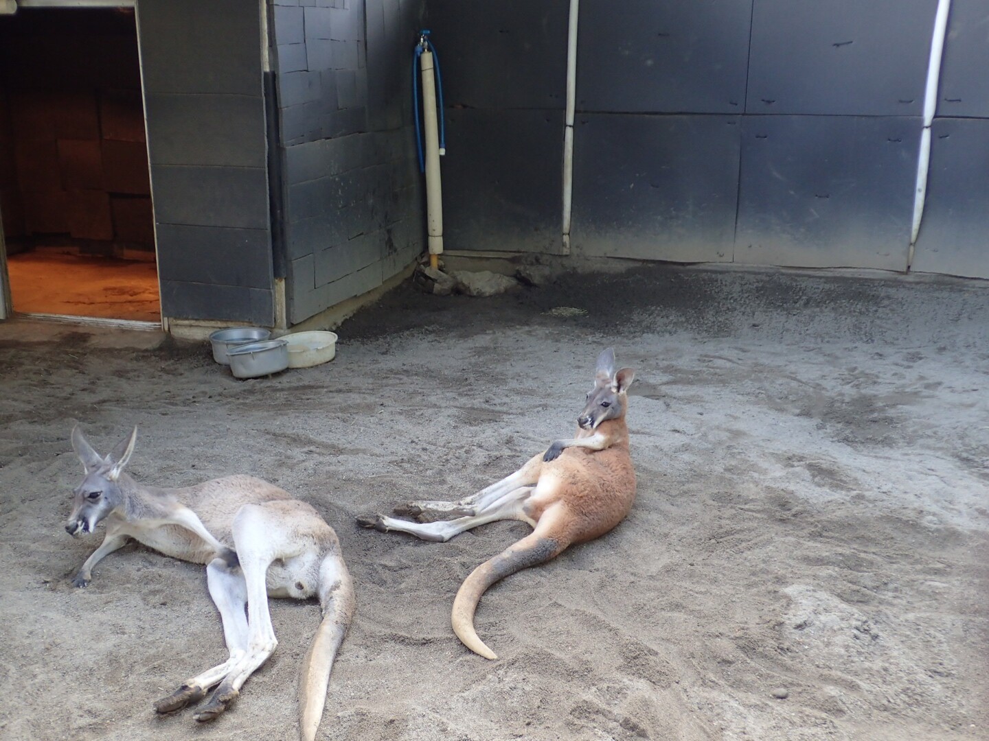 須坂市動物園 臥竜公園 Mrch Yoshidaさんの須坂市の活動データ Yamap ヤマップ