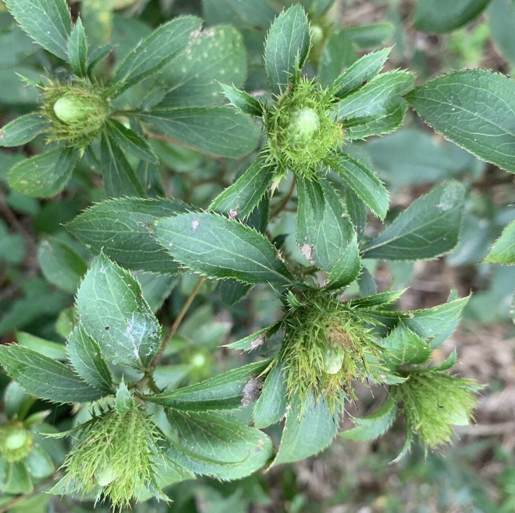 待ちわびた四王寺山のオケラ 19 10 06 とっこさんの四王寺山 大城山 大原山の活動日記 Yamap ヤマップ