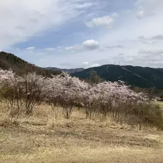 日本中　どこもかしこも桜でほんわか🌸
最後まで見ていただきありがとうございました😊🌸