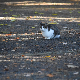 小虎の見送り、いってきます